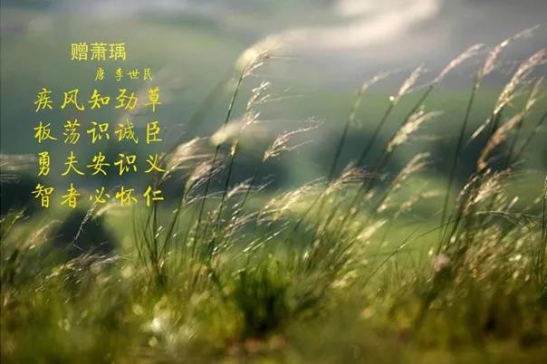 花花牛 | 疾風來臨，你是不是勁草？